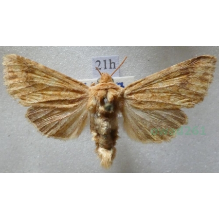Conisania luteago (Denis & Schiffermüller, 1775) Czech21h